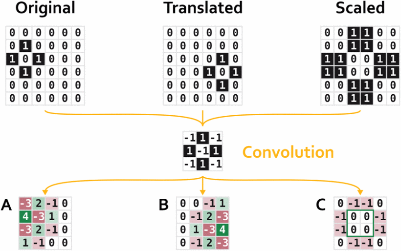 Just a Matter of Scale? Reevaluating Scale Equivariance in Convolutional Neural Networks